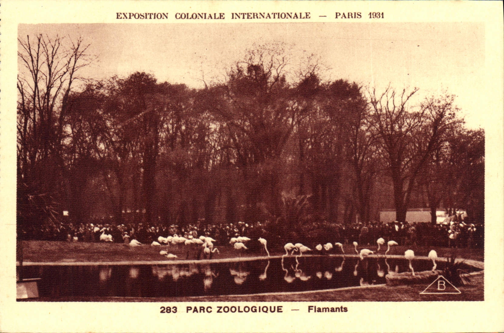 Vintage Postcard Birds Paris international colonial Exposure 1931 Zoological gardens Flamingos