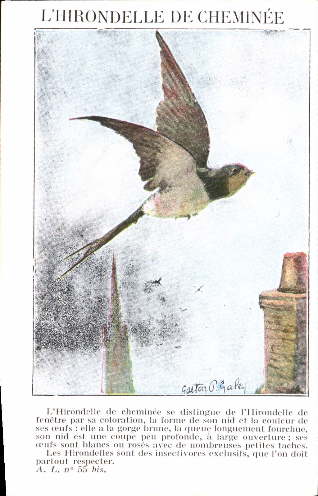 Vintage Postcard Birds the swallow of chimney