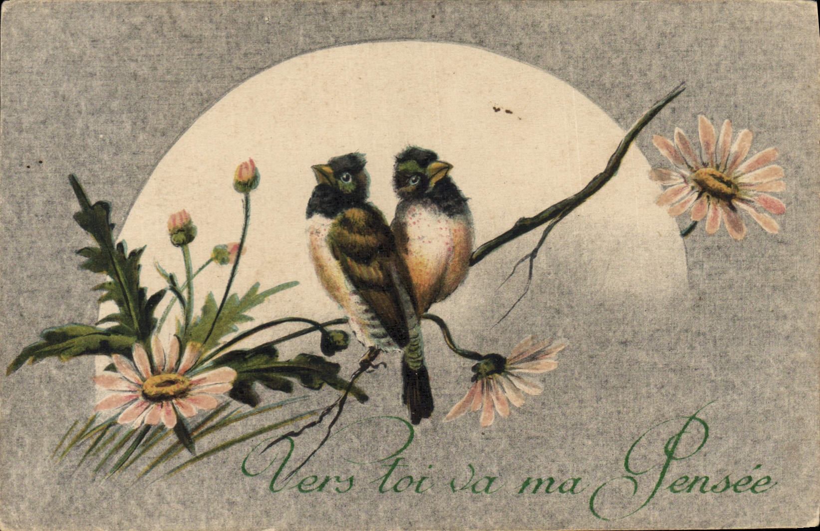 CPA Oiseaux 