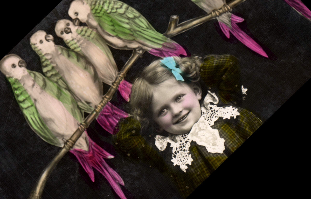 Vintage Postcard Birds Child Parakeets