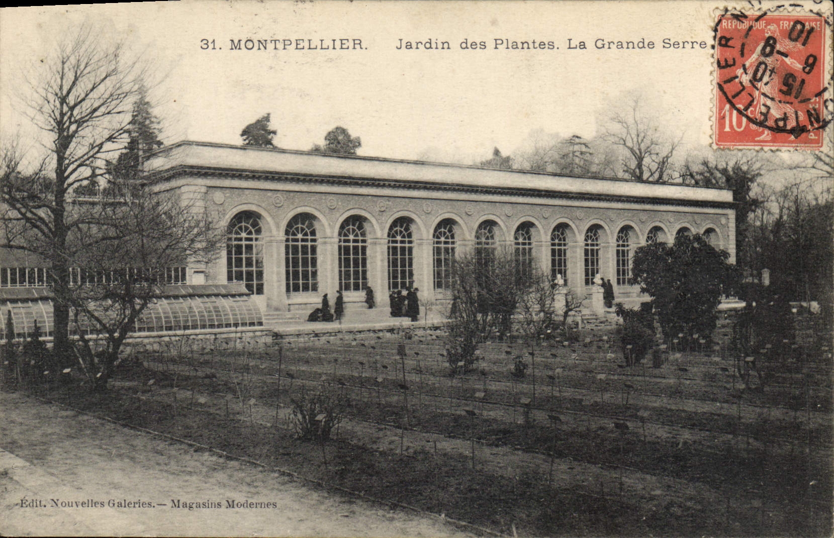 Vintage Postcard Flowers Montpellier Botanical garden the large greenhouse