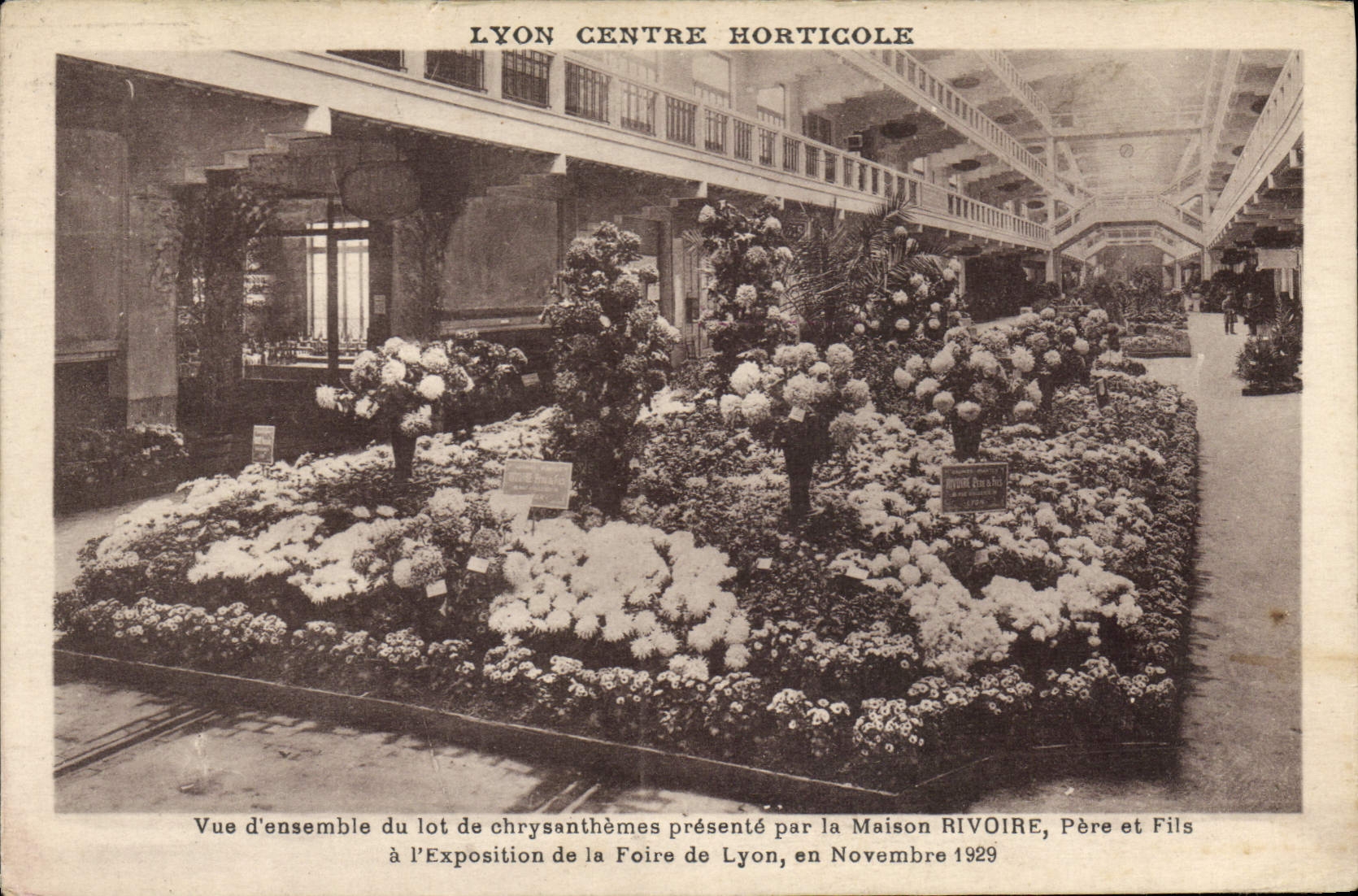 Vintage Postcard Fleurs Lyon Centers horticultural Overall picture of the batch of chrysanthemums present by the Rivoire house