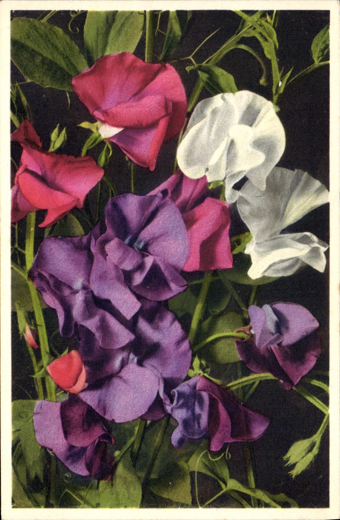 Vintage Postcard Flowers Sweet pea