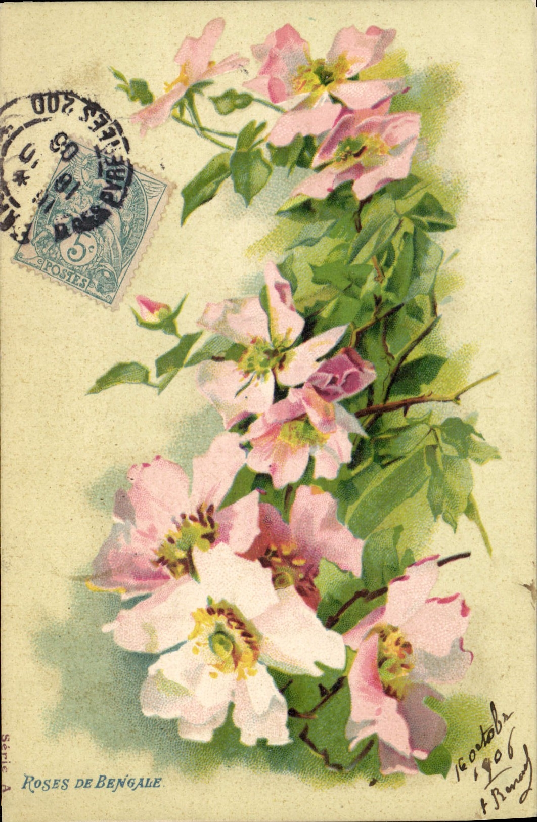 Pink Vintage Postcards Flowers of Bengal