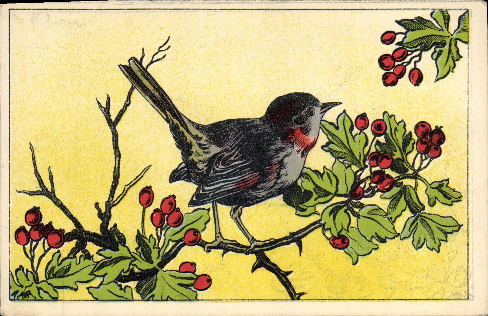 CPA Oiseau 