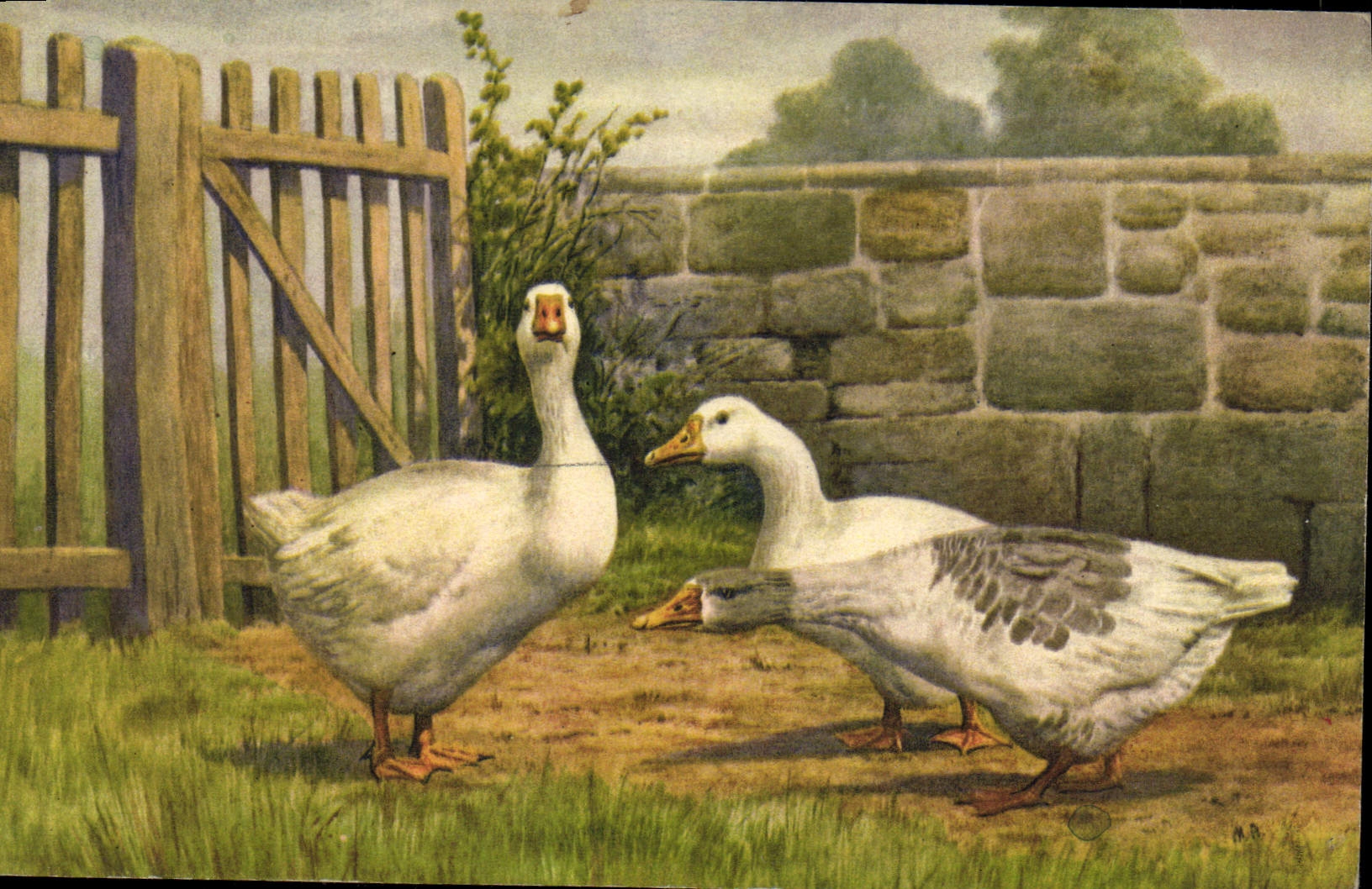 Vintage Postcard Geese