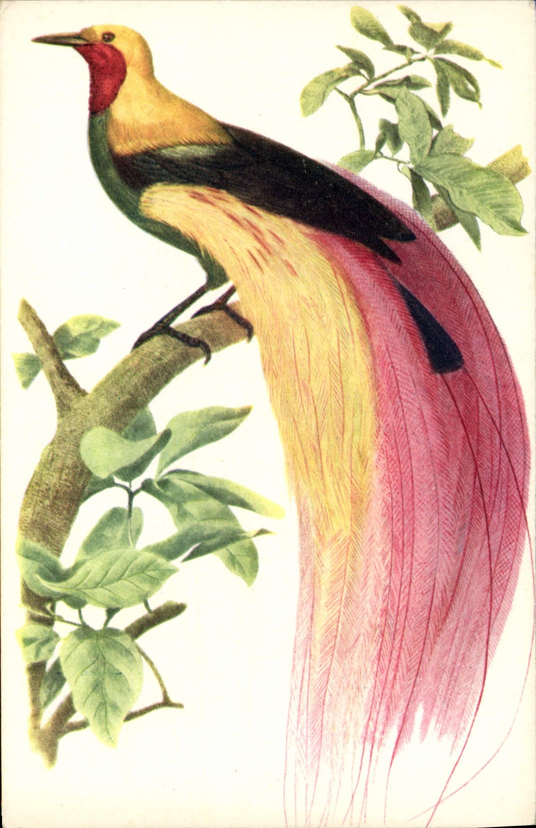 Vintage Postcard Large Bird of paradise Emerald