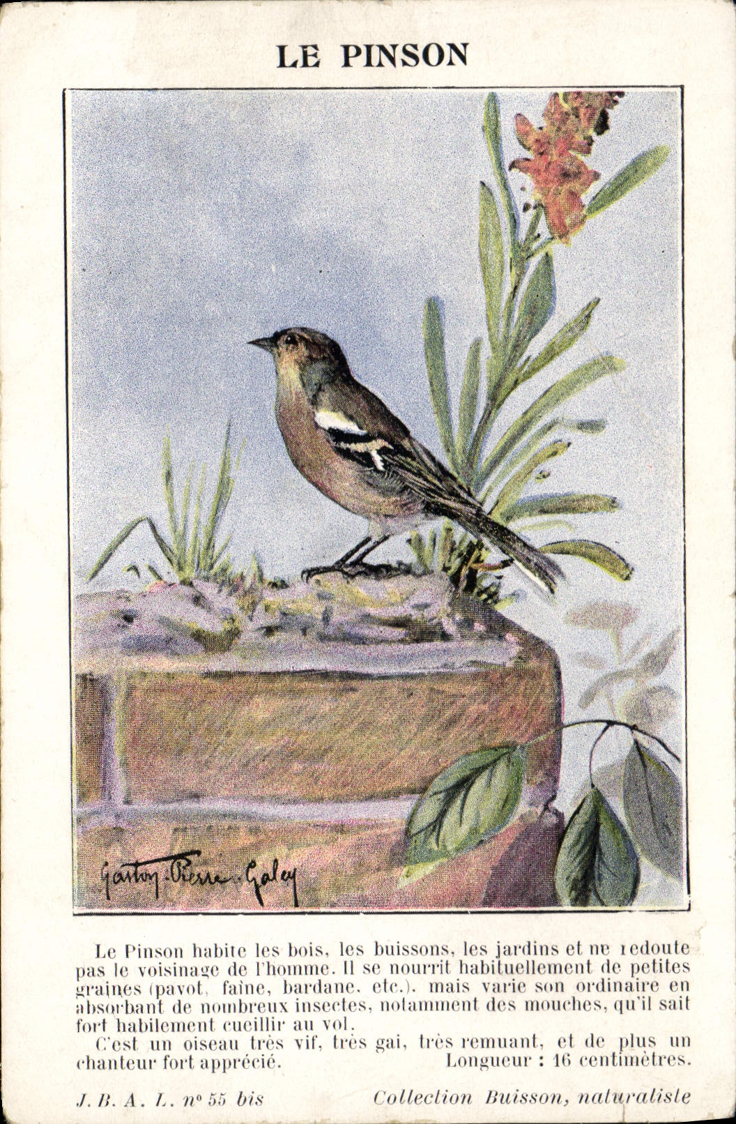 Vintage Postcard the finch