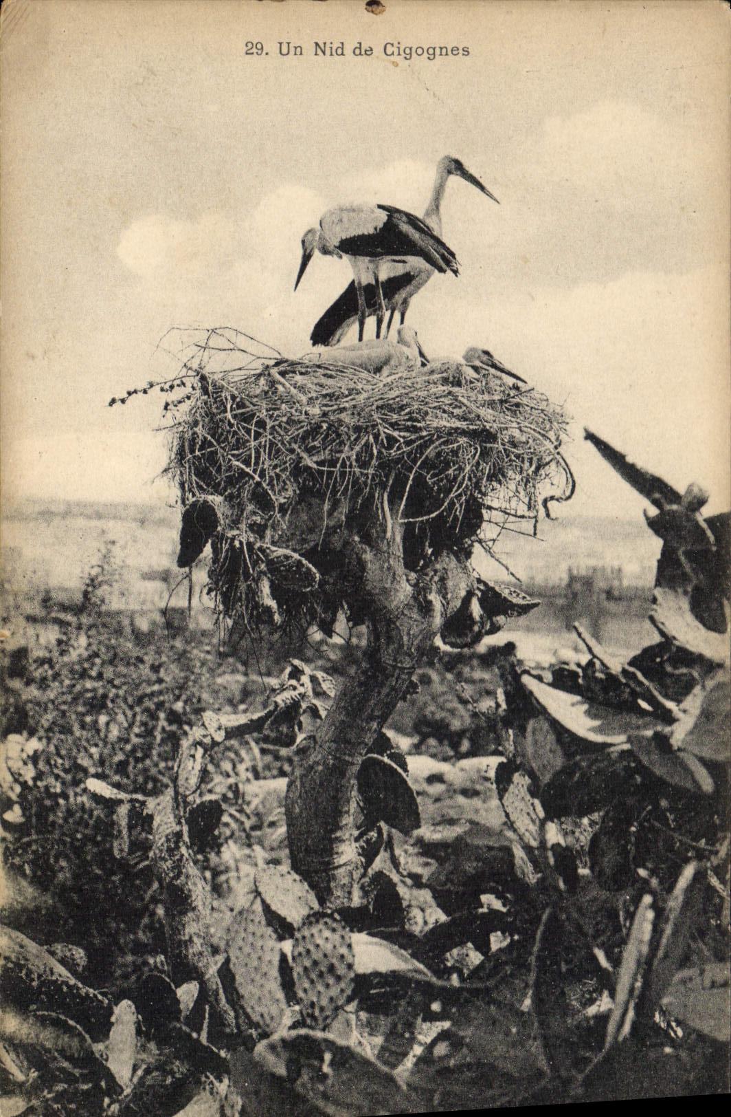 Vintage Postcard a nest of storks
