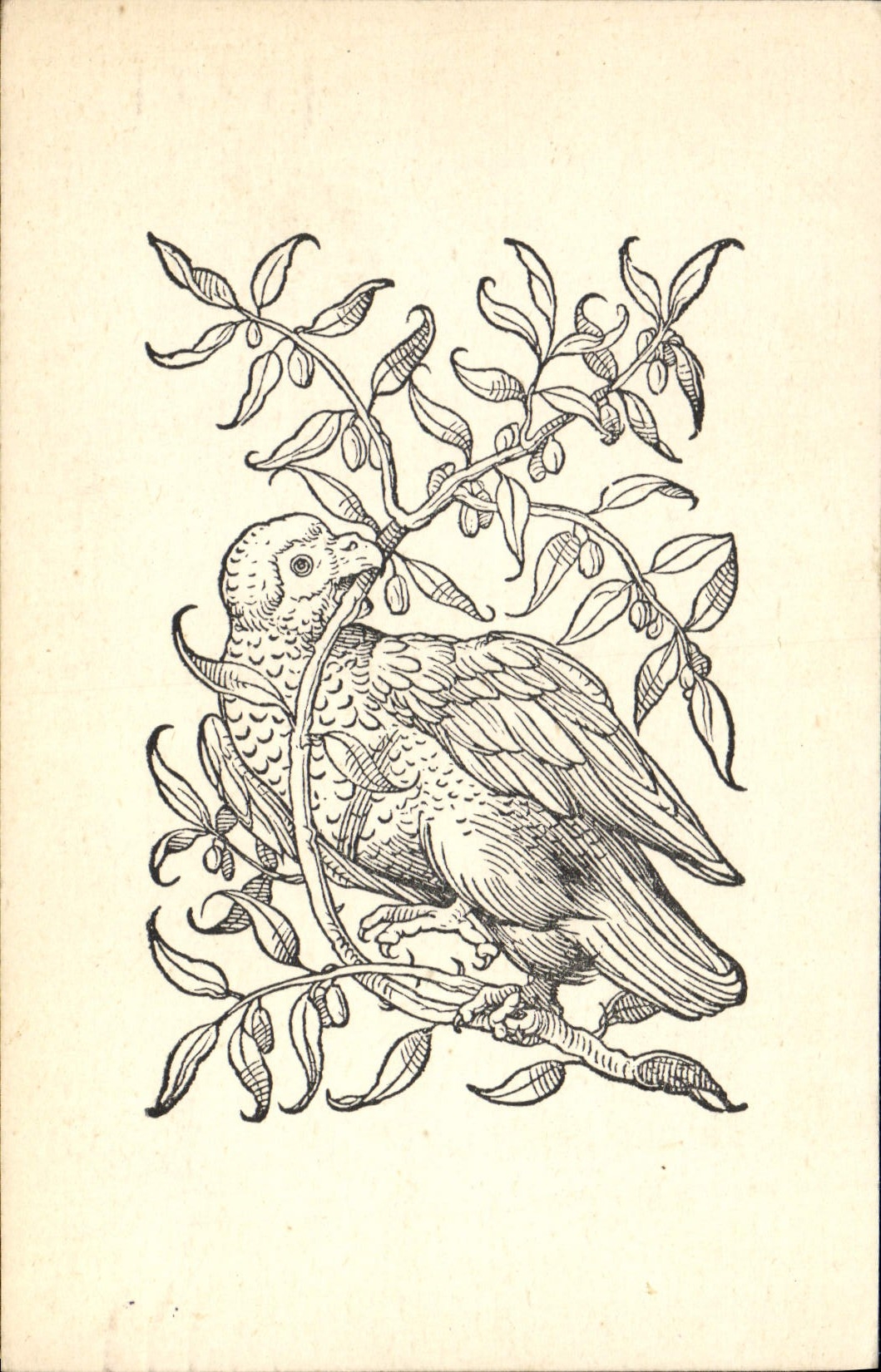 CPA Oiseau 