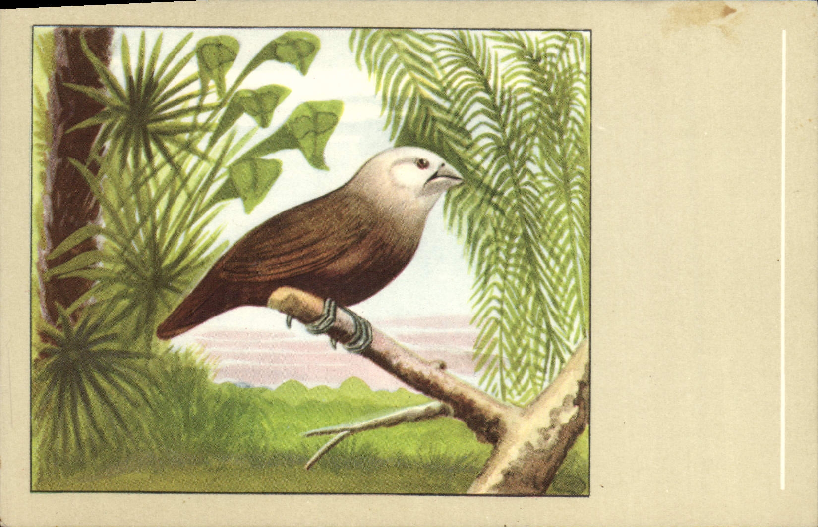 Vintage Postcard Capucin has white head