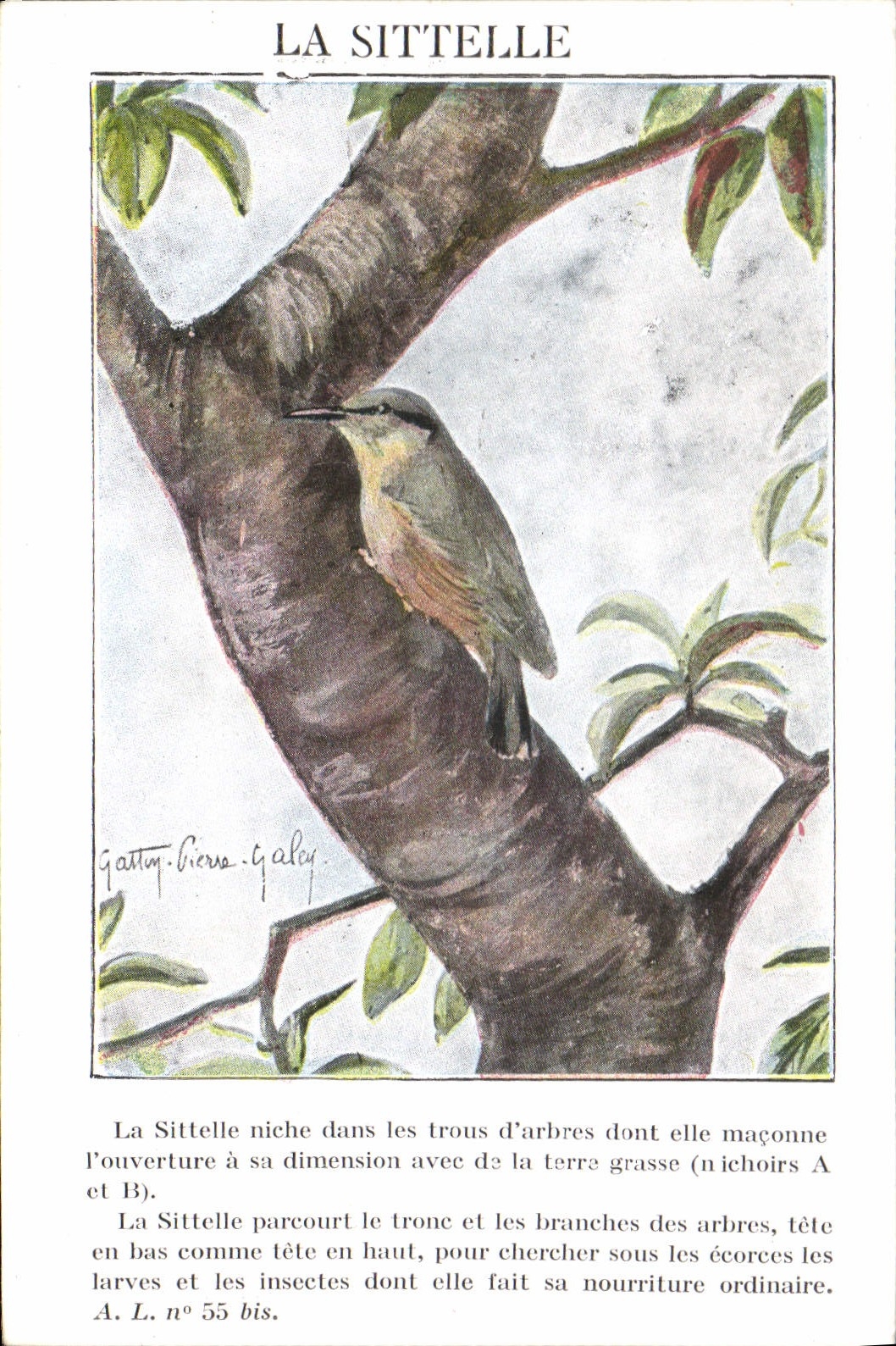 Vintage Postcard the sittelle one