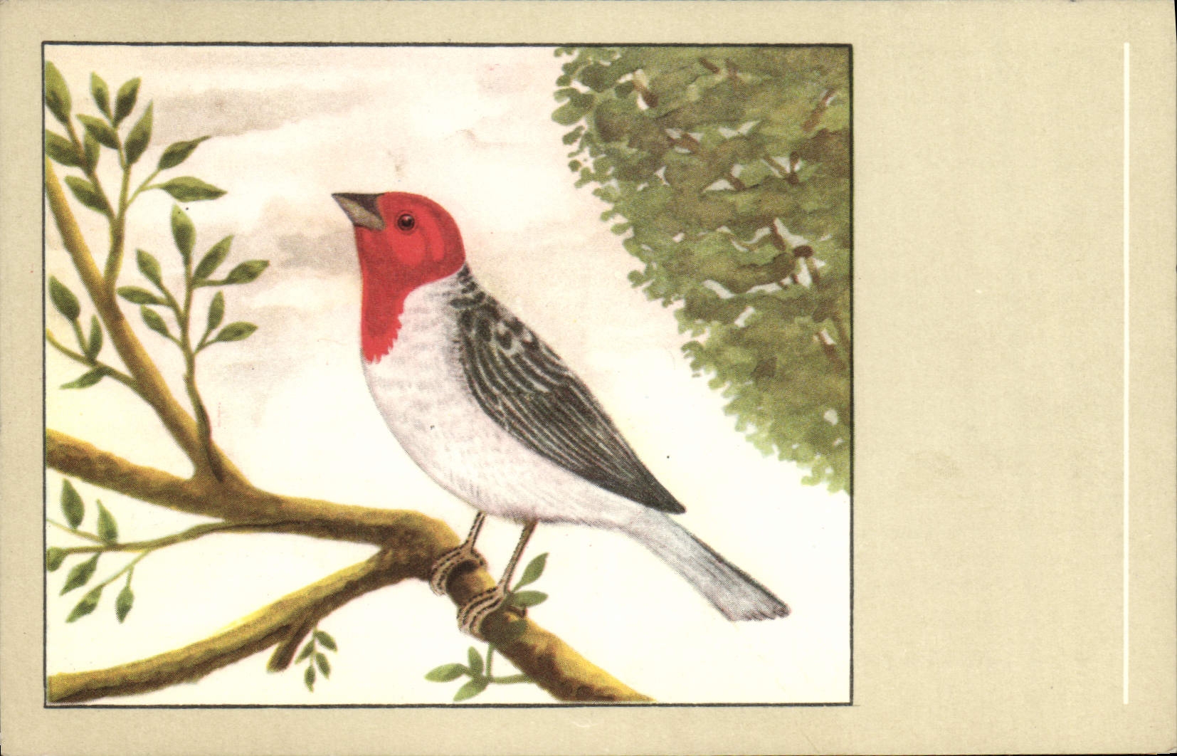 Vintage Postcard Dominican Cardinal