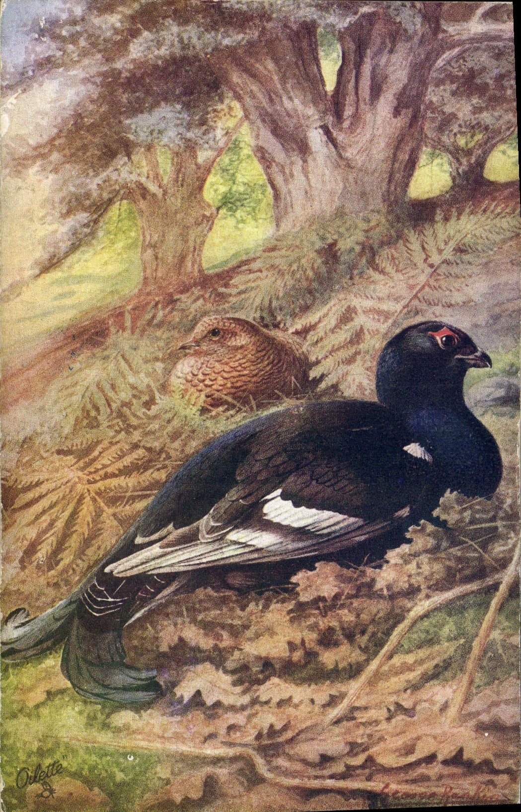 Vintage Postcard Blackcock Pigeon