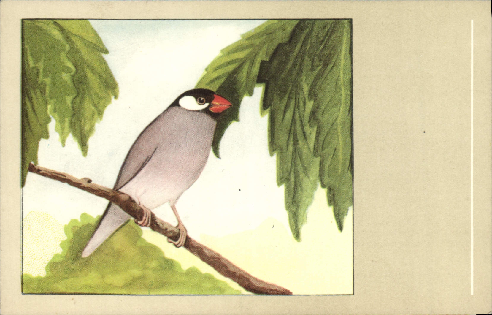 Vintage Postcard gray Calfrat