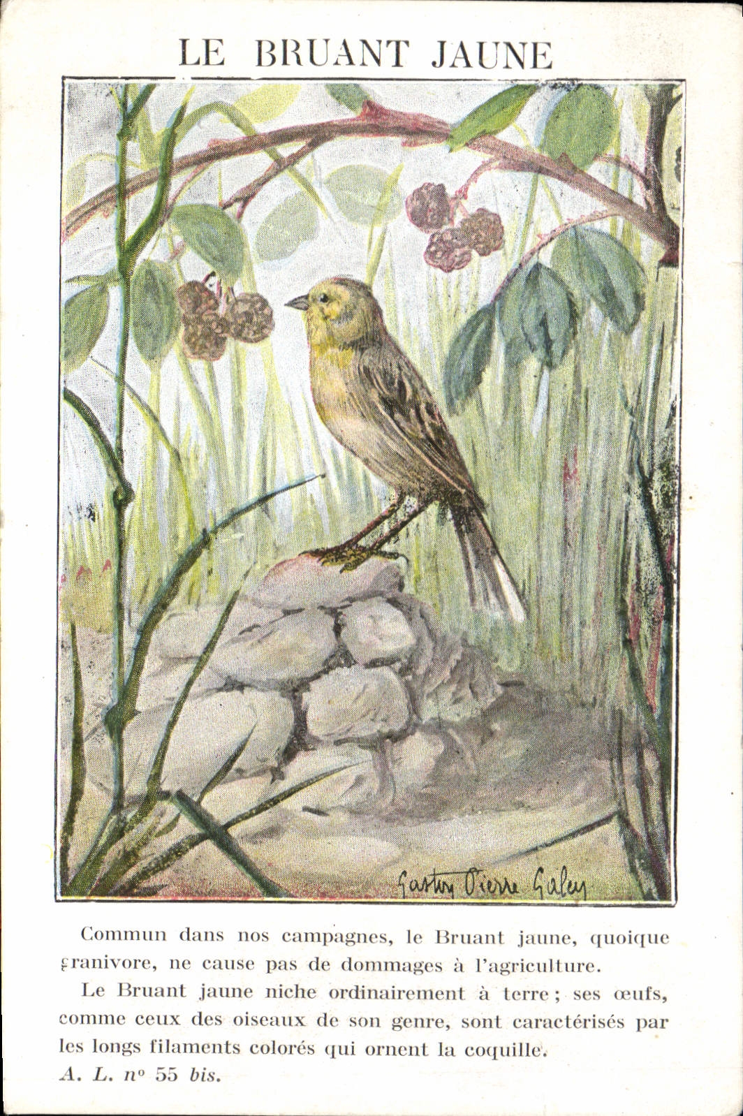 Vintage Postcard the yellowhammer