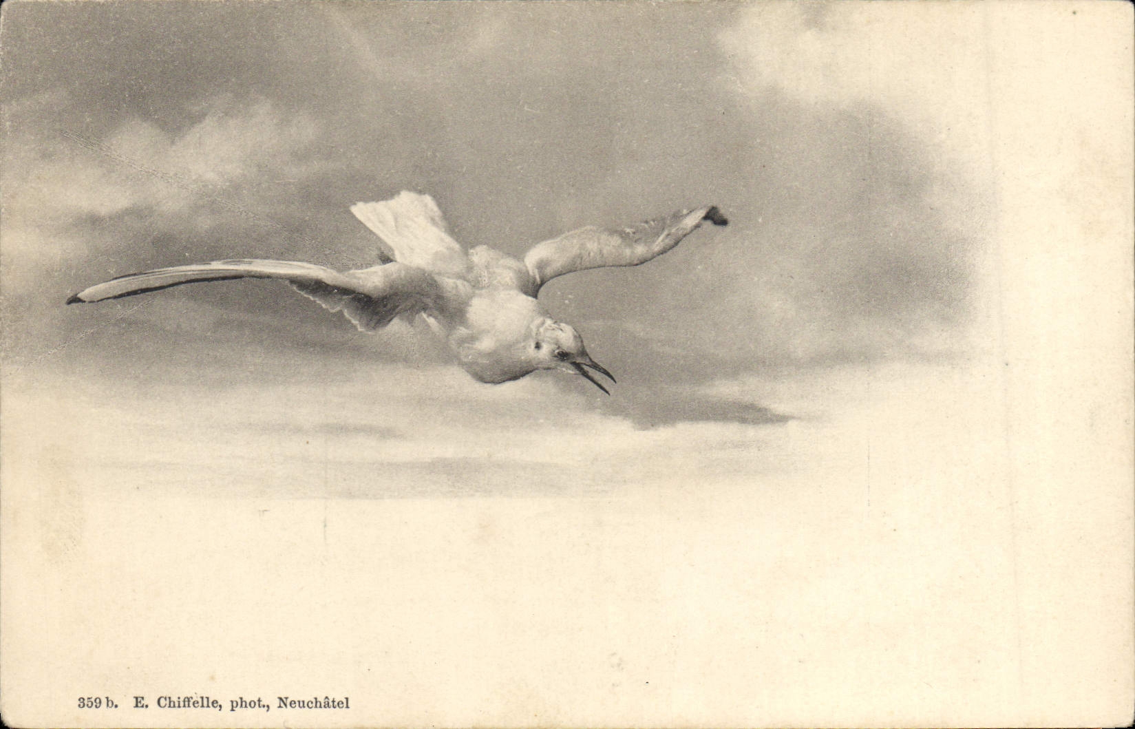 Swiss Vintage Postcard Bird Neuchâtel