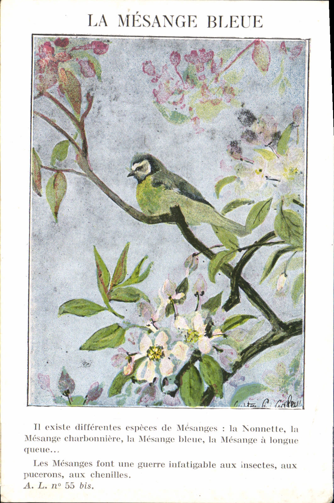 Vintage Postcard the blue tit
