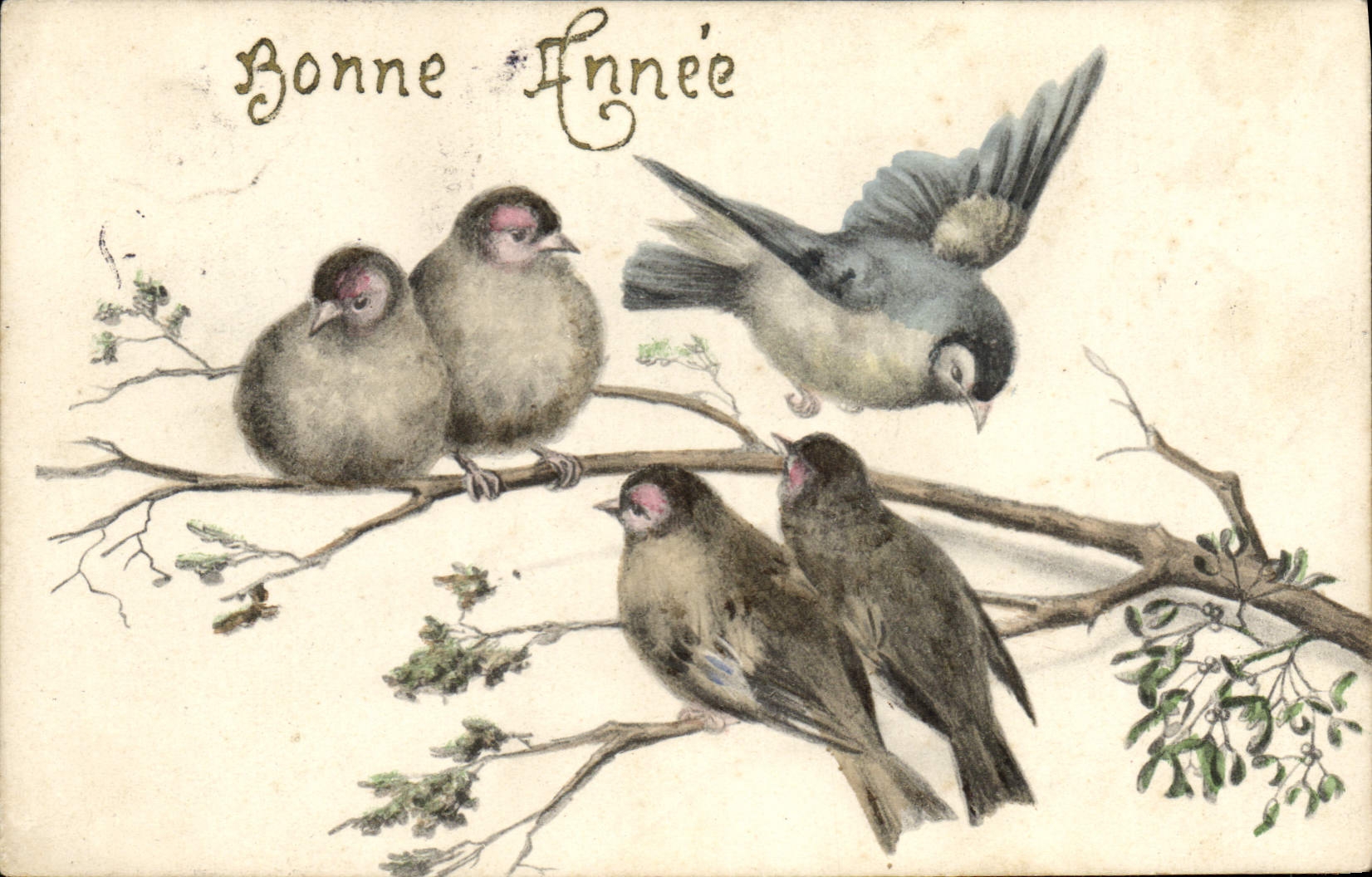 CPA Oiseaux 