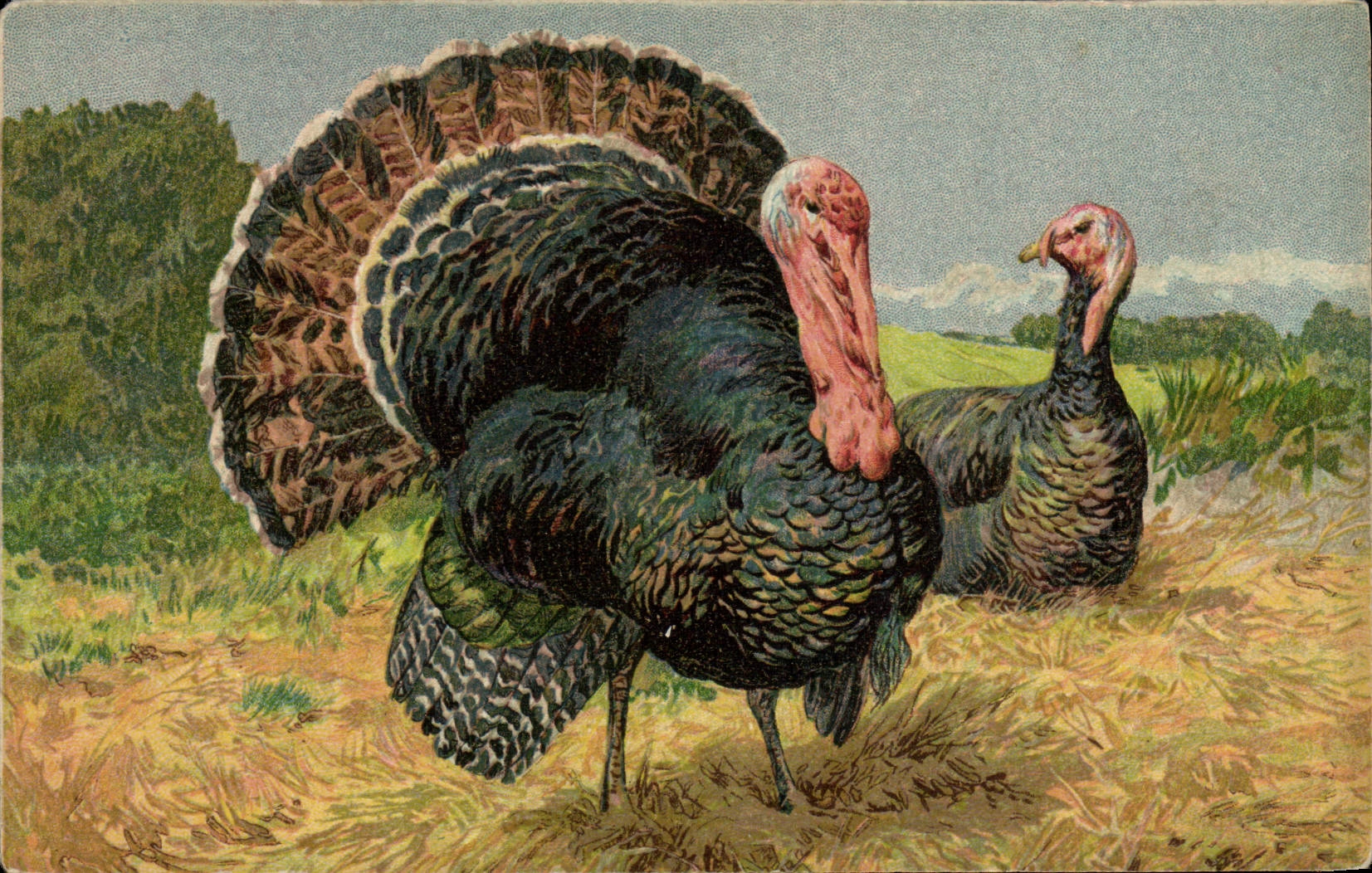 Vintage Postcard Turkey