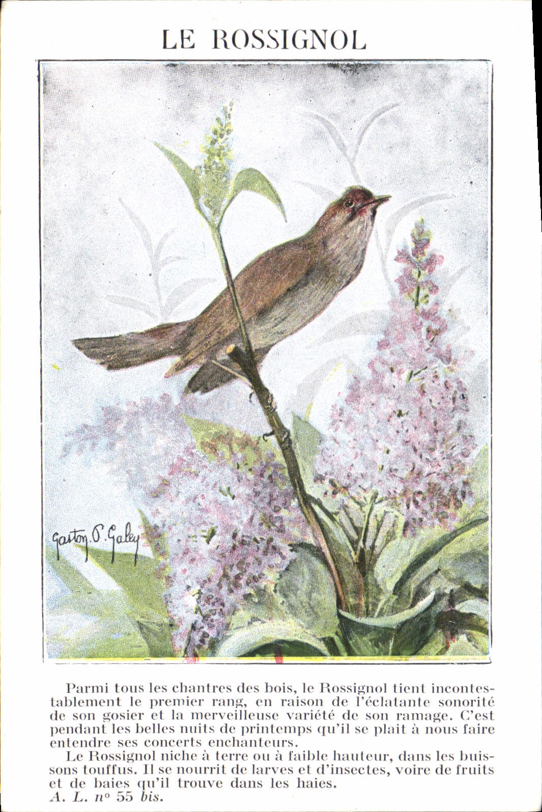 Vintage Postcard the nightingale