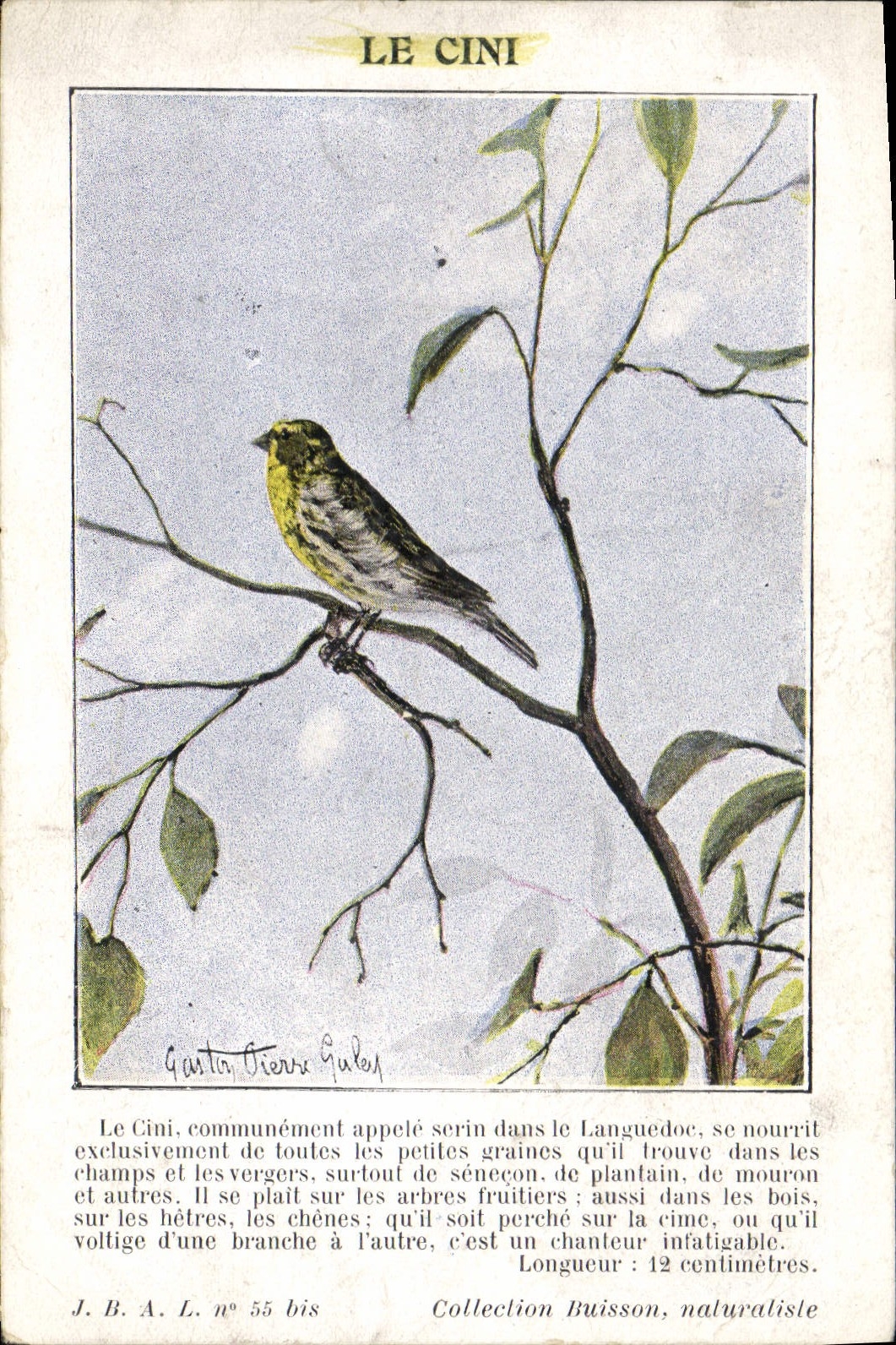 Vintage Postcard Cini