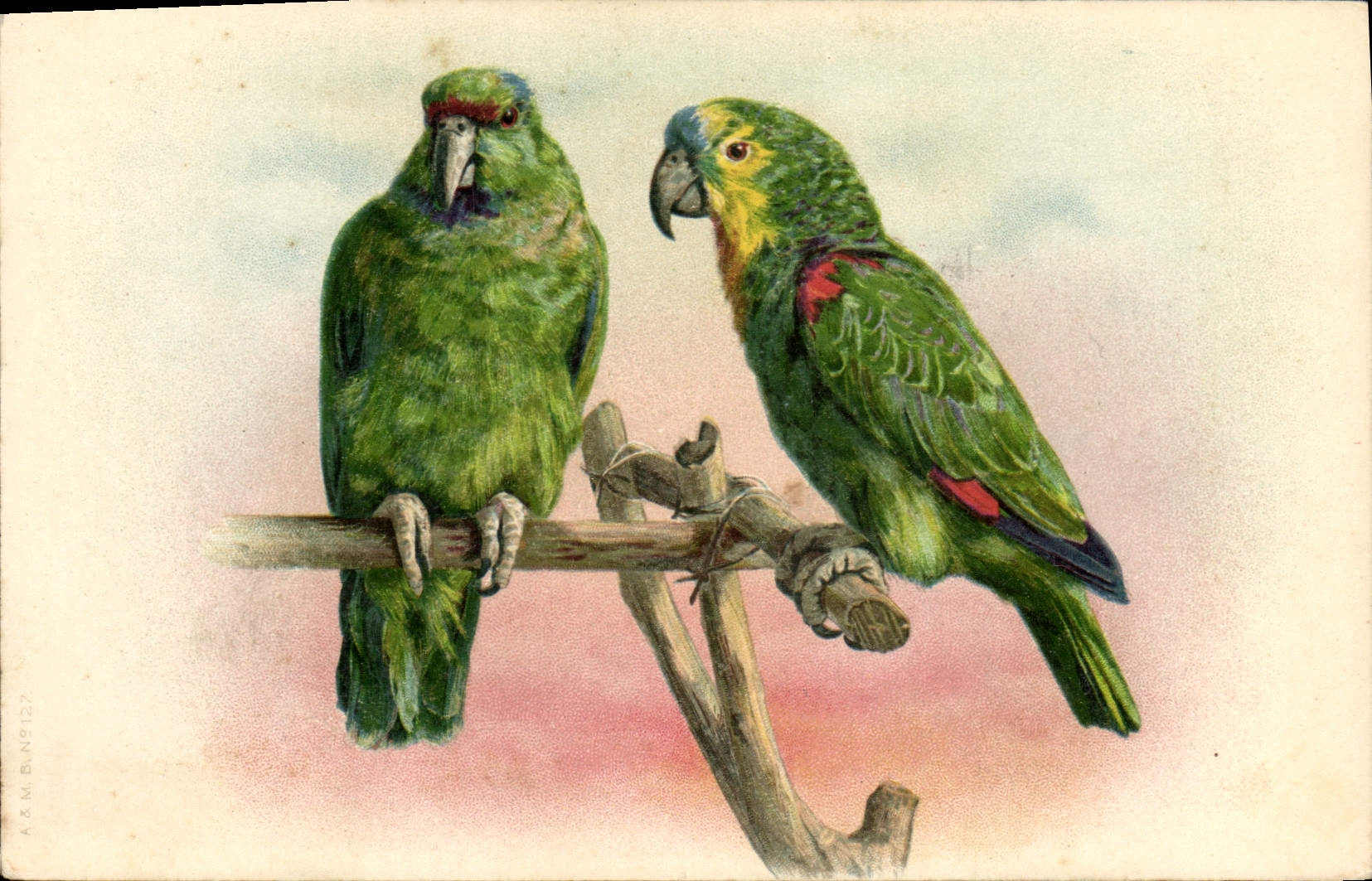 Vintage Postcard Parrots