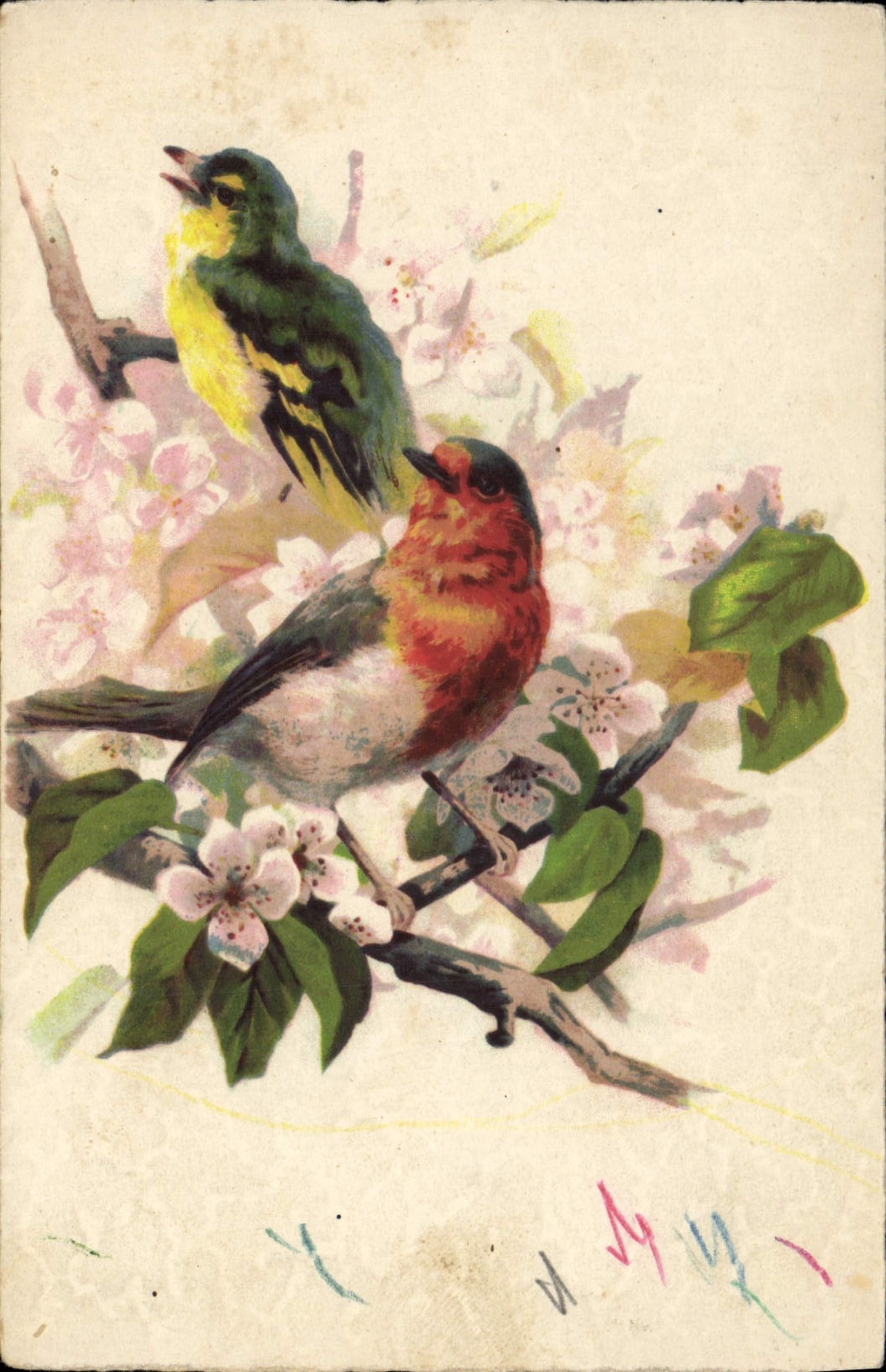 CPA Oiseaux 