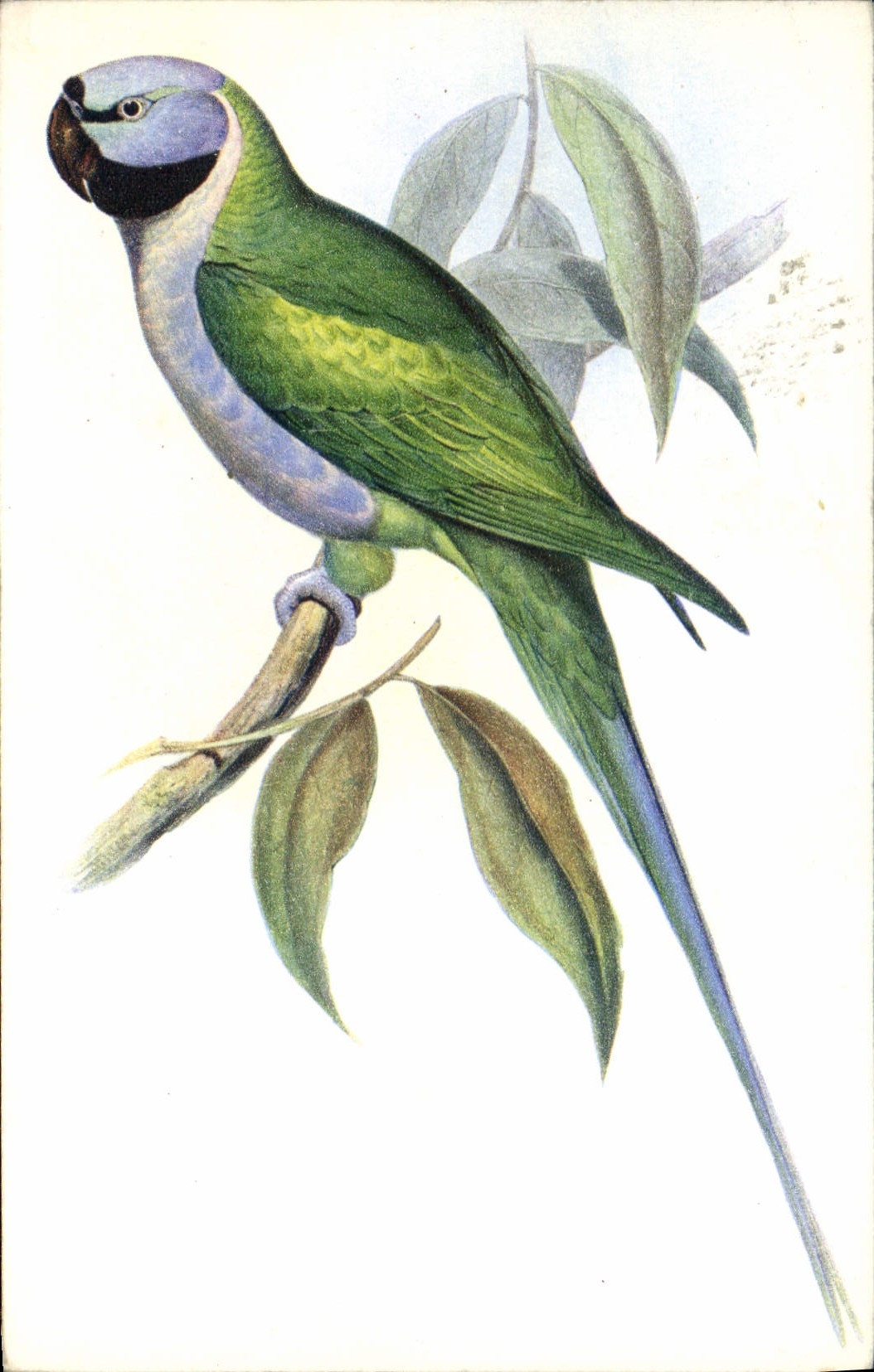 Vintage Postcard Palaernis Derbanius Gould