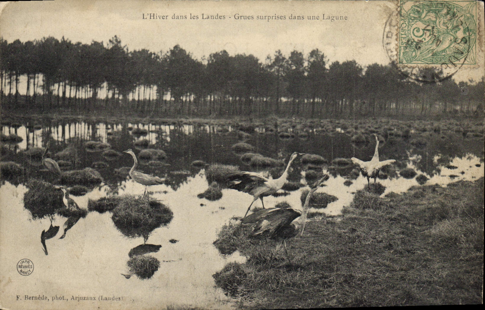 Vintage Postcard the winter in the Moors Cranes surprised in a lagoon
