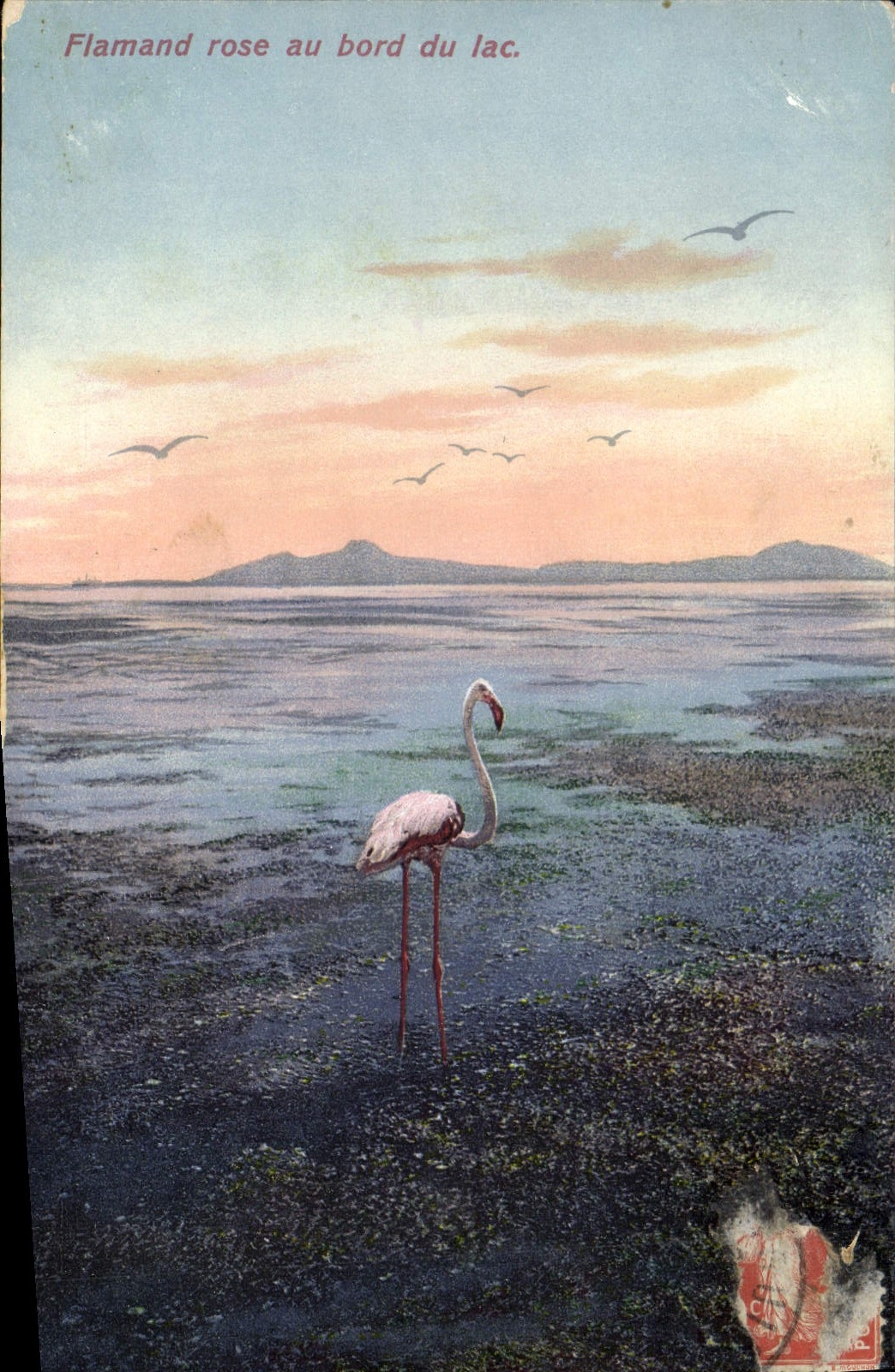 Vintage Postcard Flemish pink at the edge of the lake