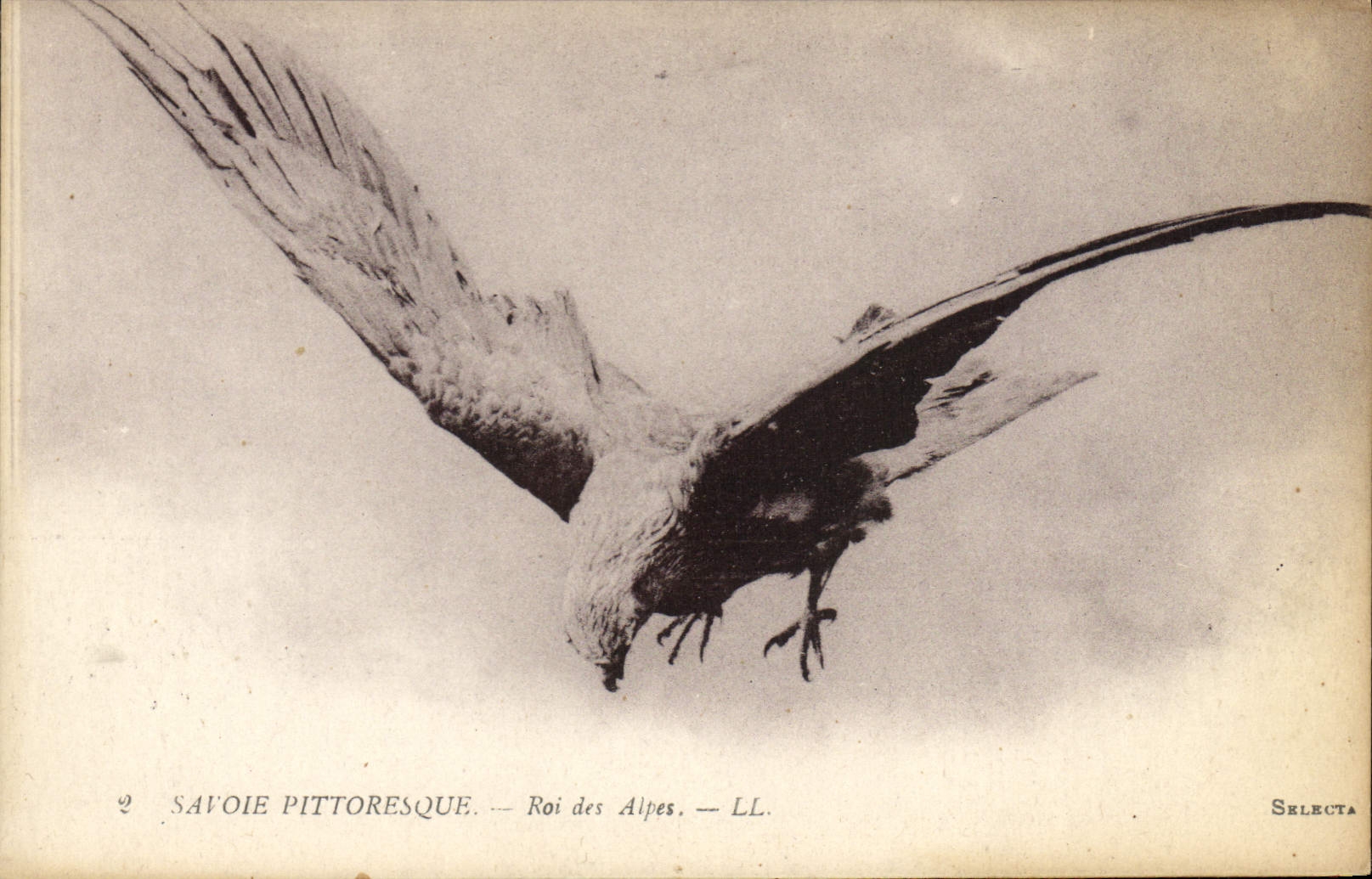 Vintage Postcard Savoy King of the Alps Eagle Raptor