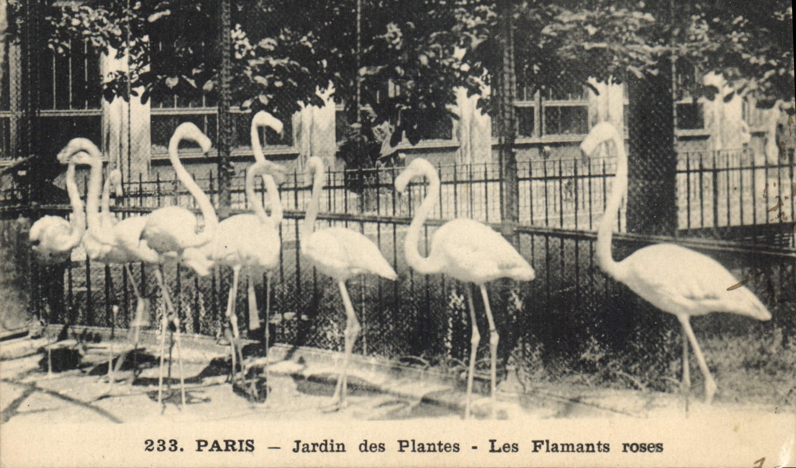 Vintage Postcard Paris Botanical garden pink flamingos