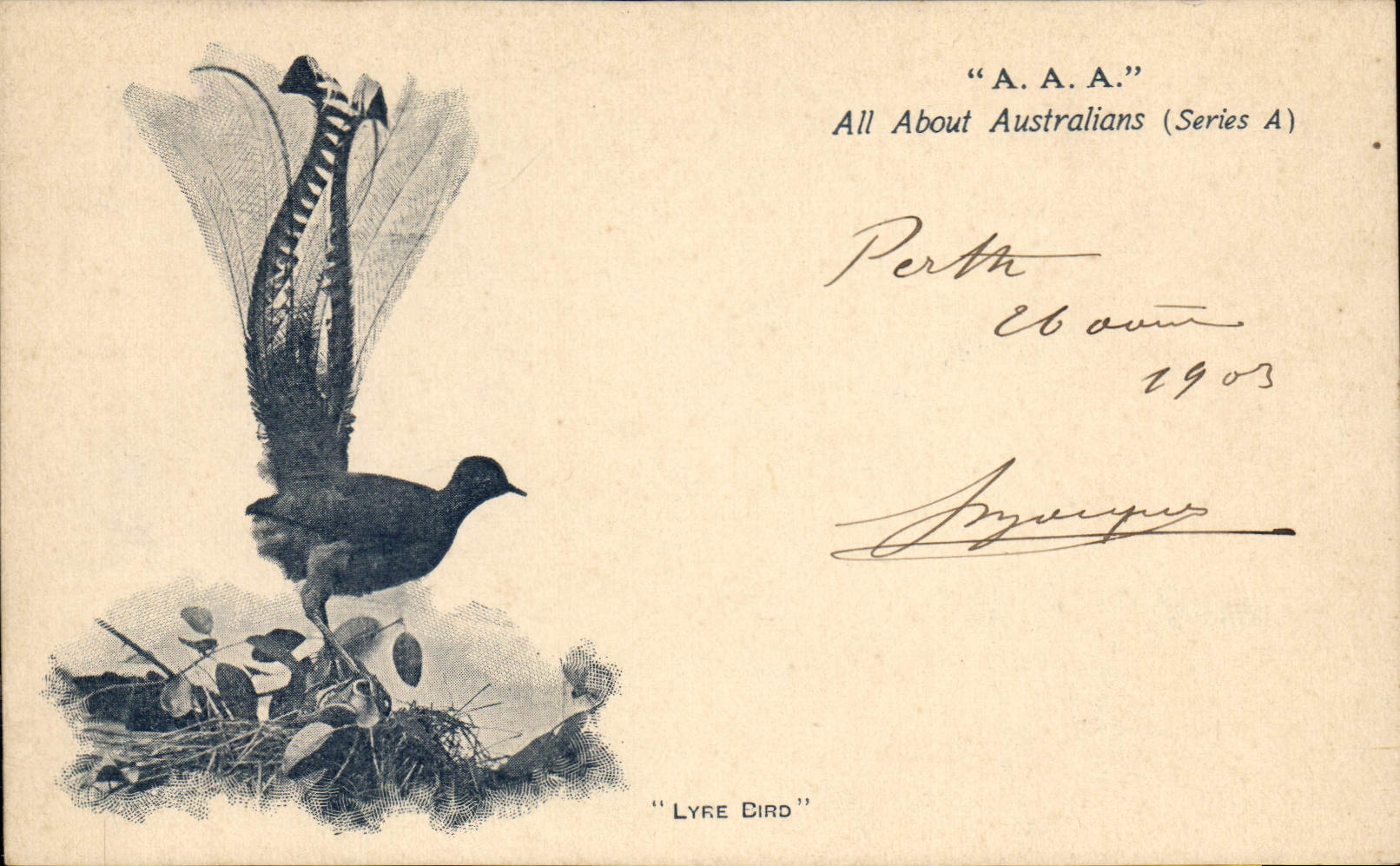 Vintage Postcard Australia Quadrant Bird