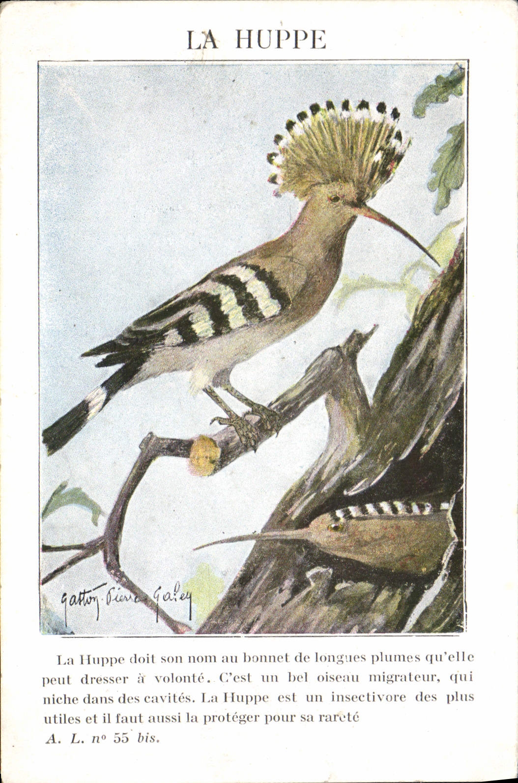 Vintage Postcard the crested one