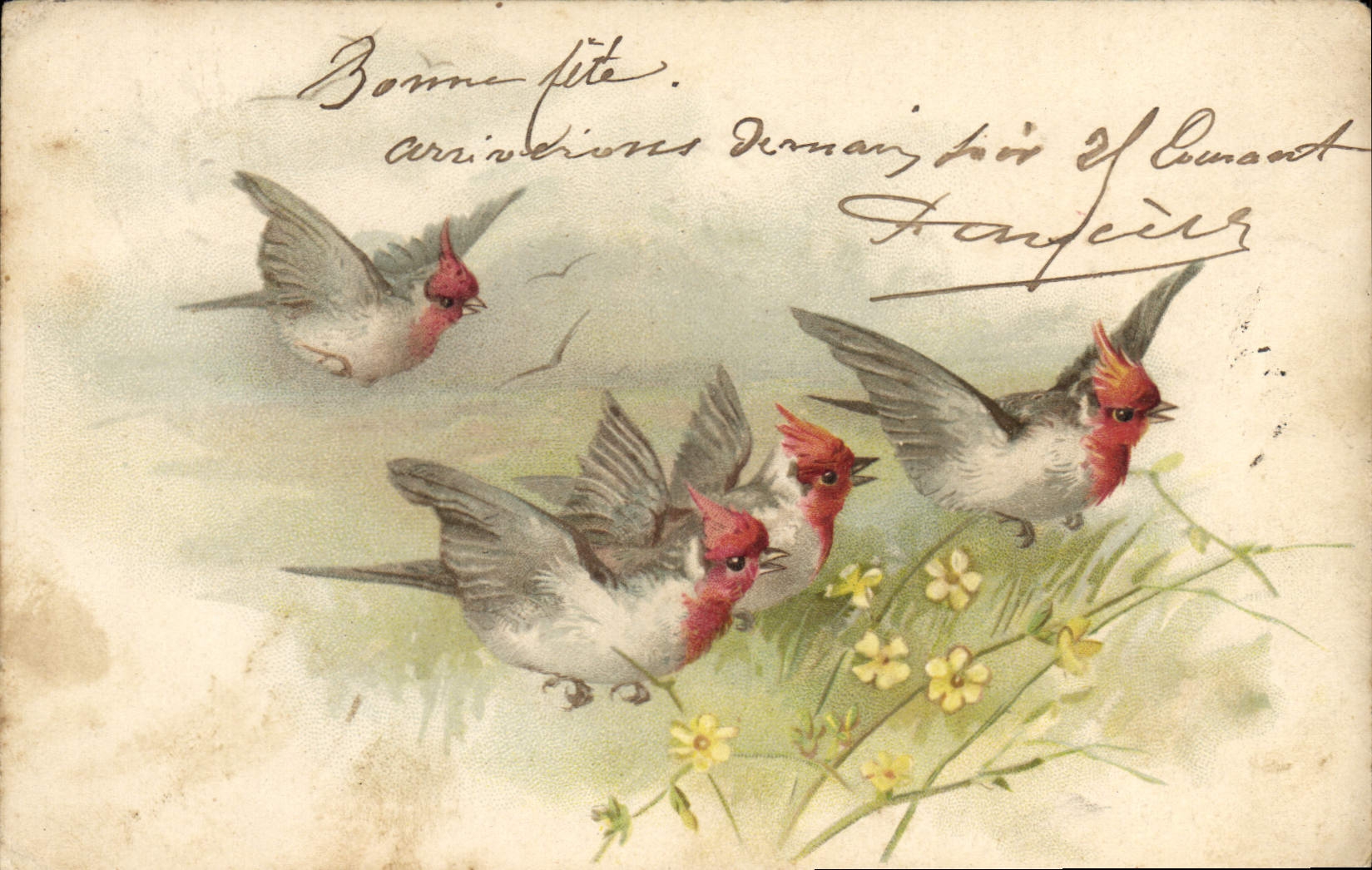 CPA Oiseaux 