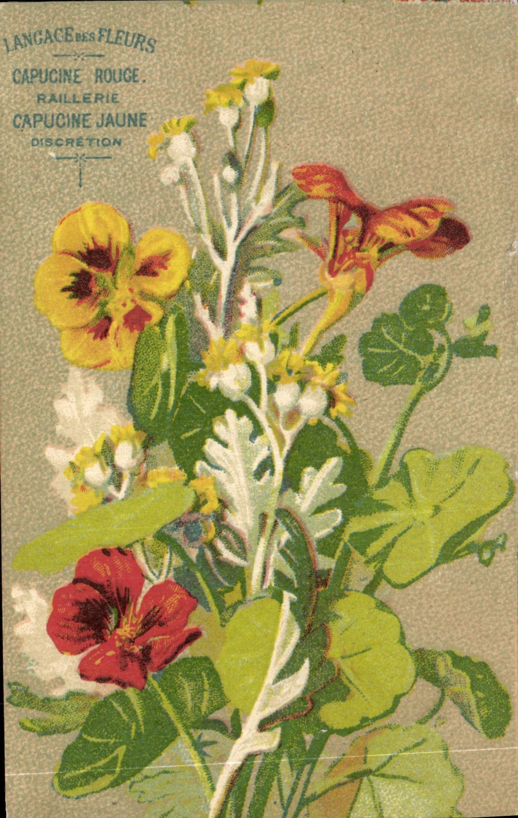 Vintage Postcard Fantasy Flowers Yellow Red Nasturtium