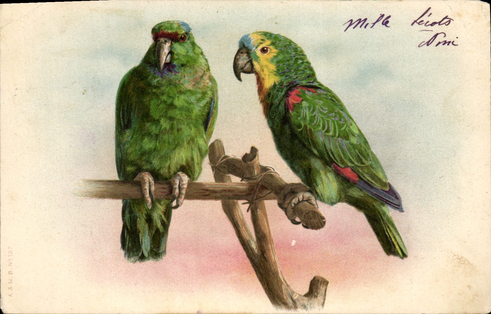 CPA Perroquets 