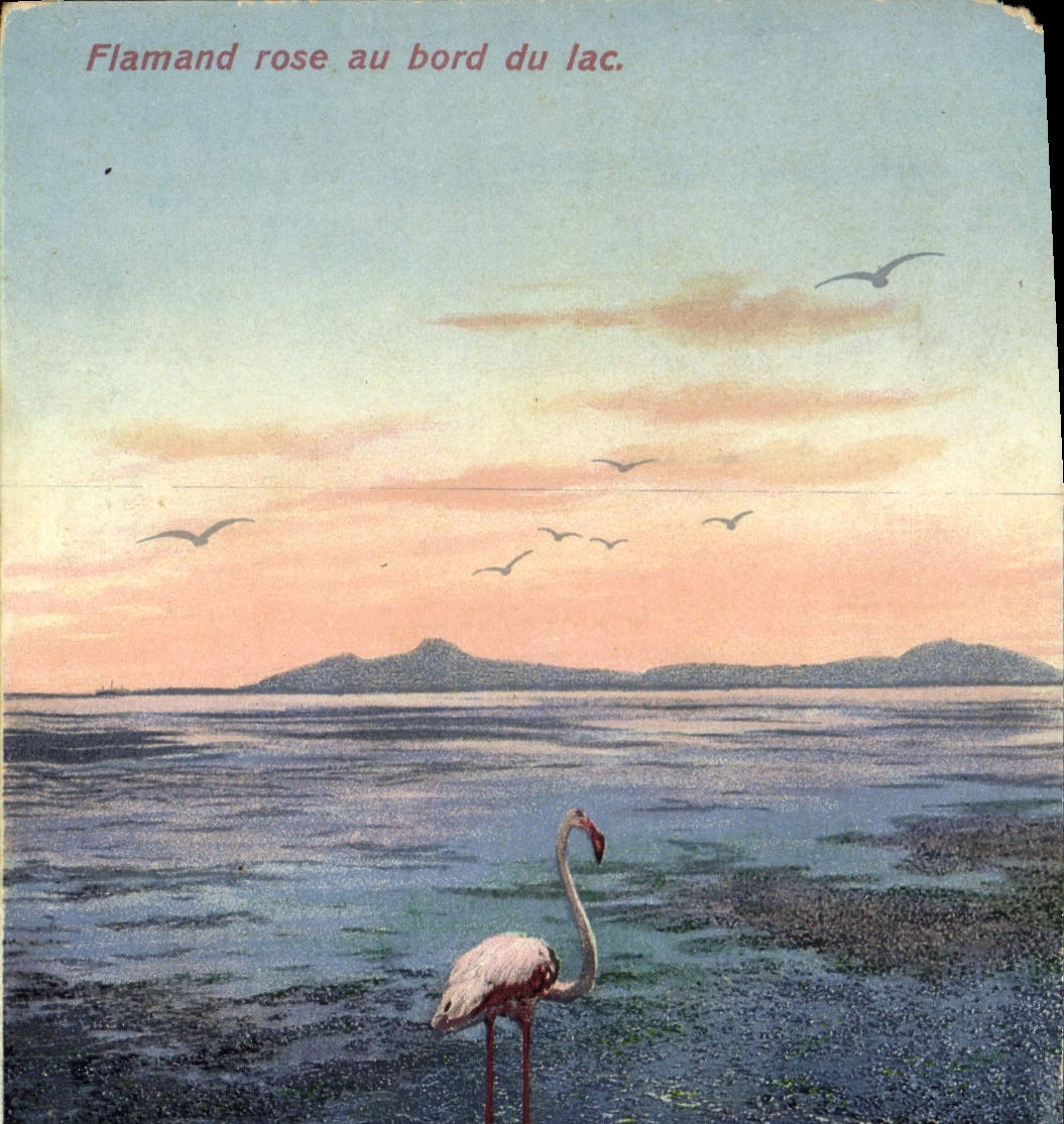 CPA Flamand Rose au bord du lac 