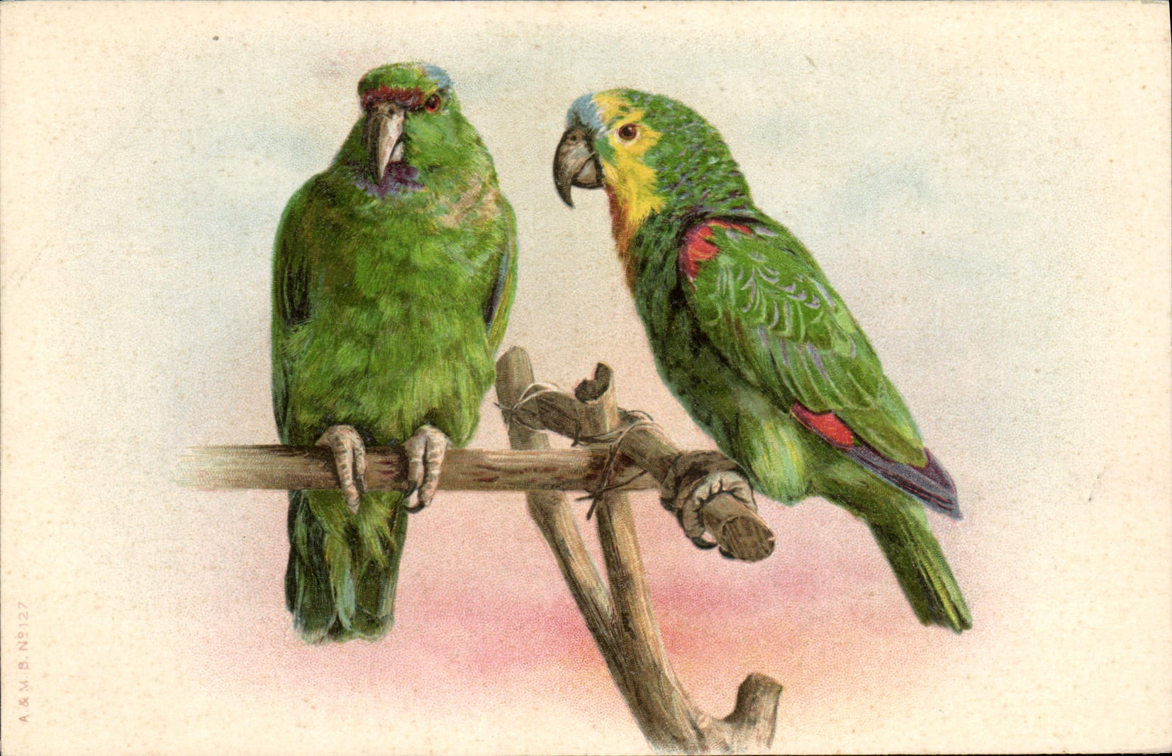CPA Perroquets 