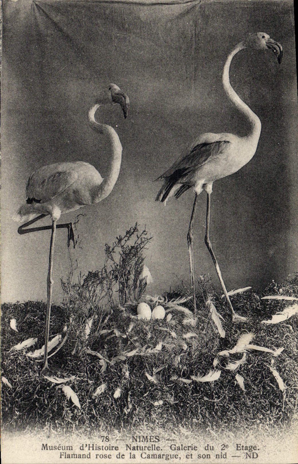 CPA Nimes Museum d'Histoire Naturelle Galerie du 2eme etage Flamand rose de Camargue et son nid 