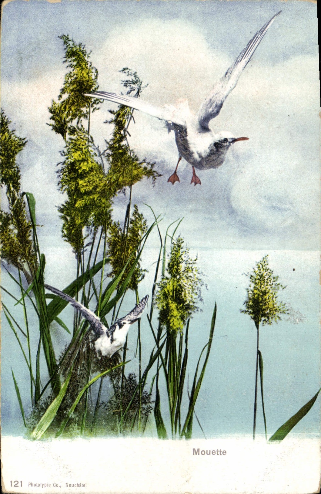 CPA Mouette