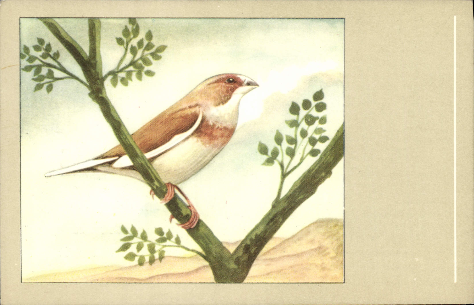CPM Moineau du Japon 
