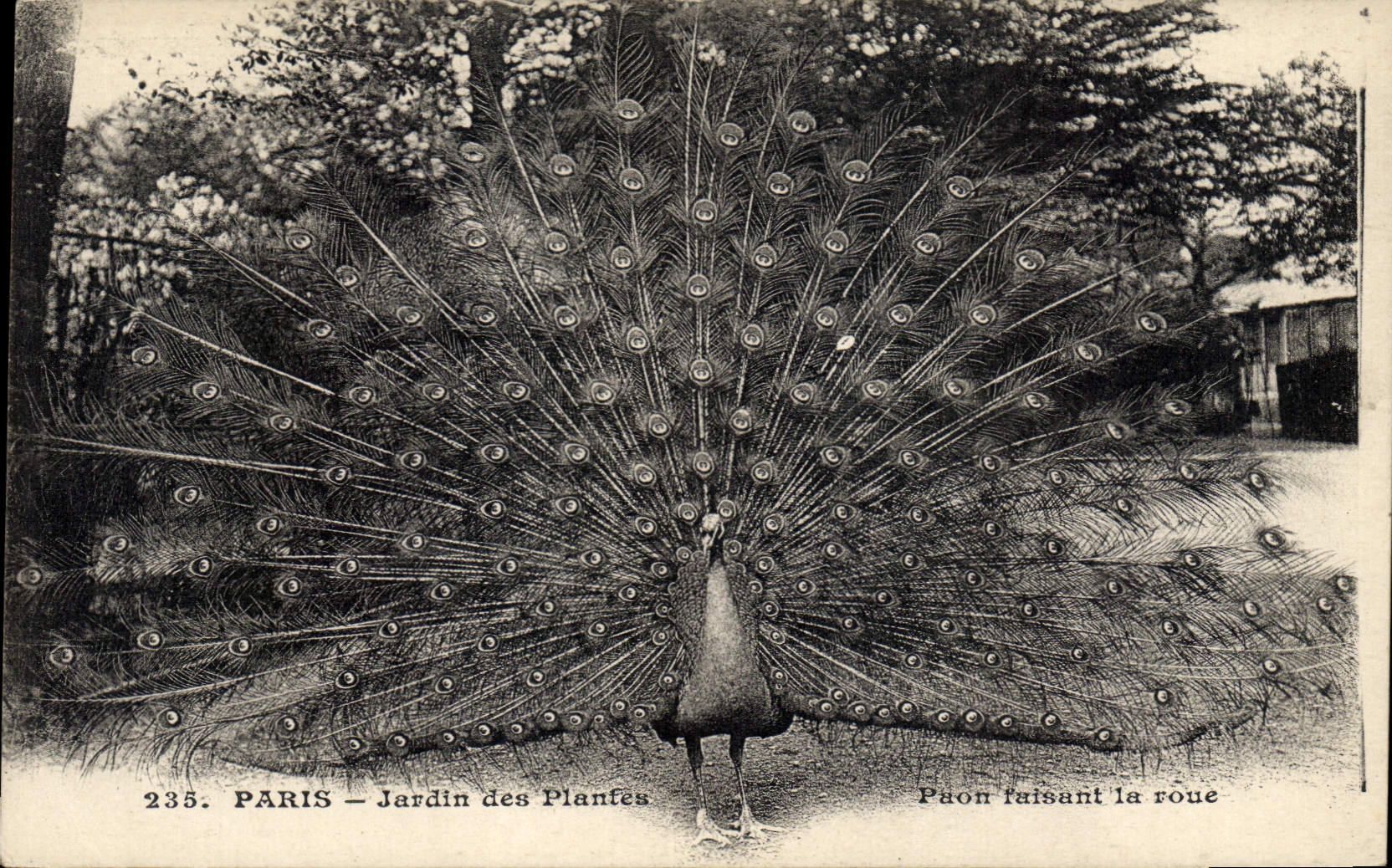 CPA Paris Jardin des Plantes Paon faisant sa roue