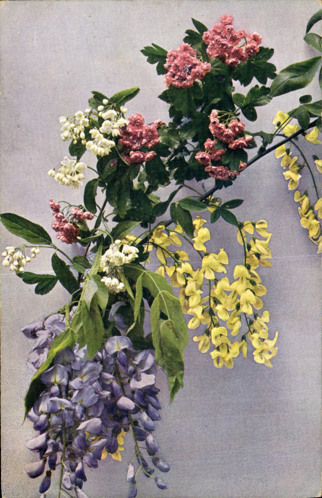 Postal Fantasia Flores Cytisus Laburnum