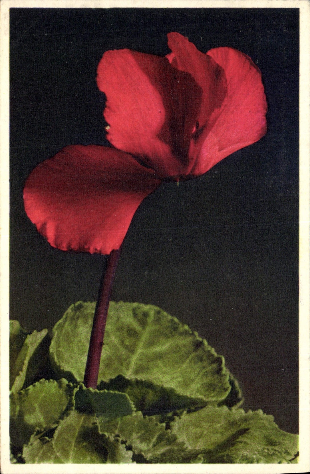 Postal Fantasia Flores Ciclamen