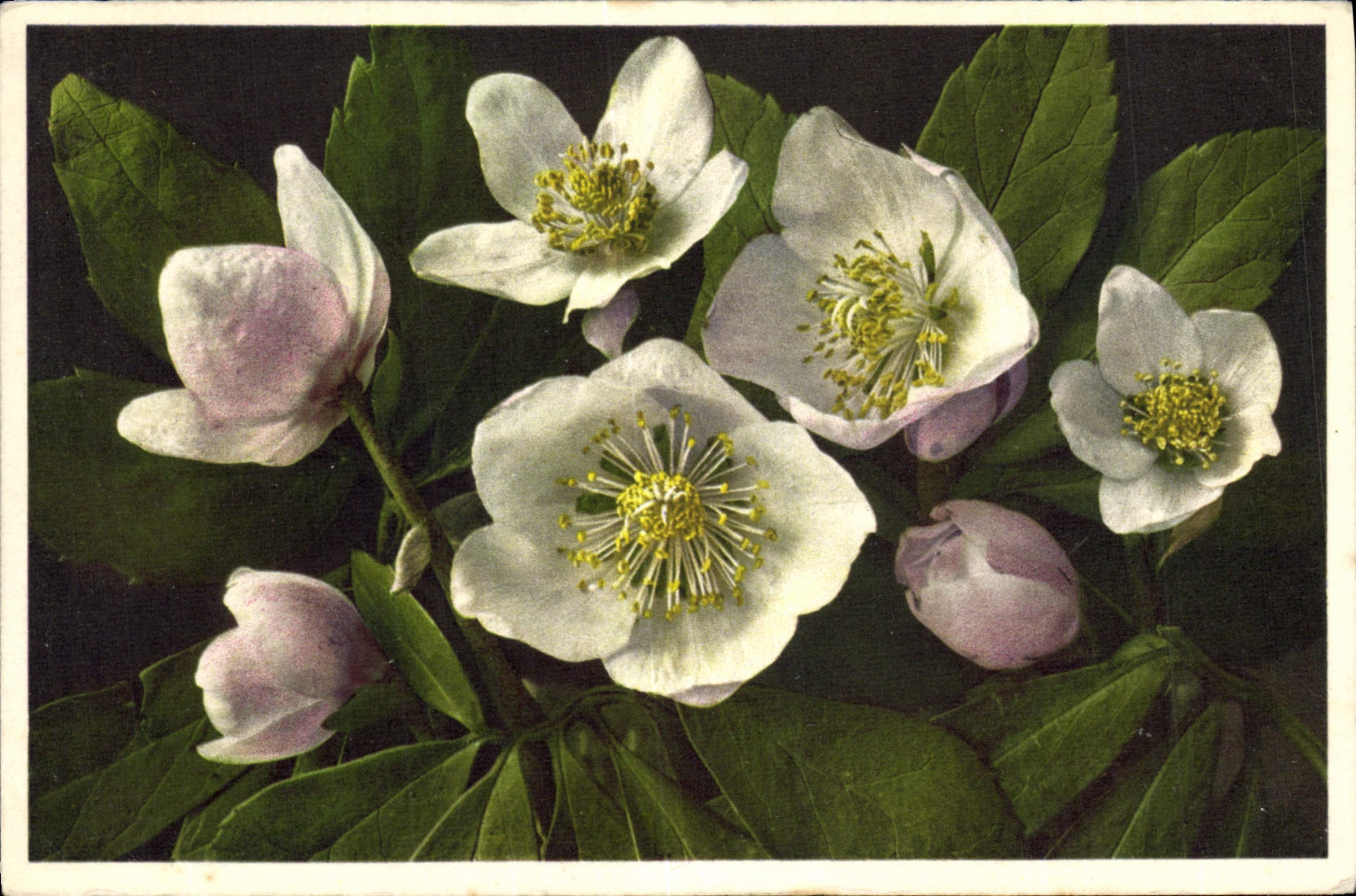 Postal Fantasia Flores Hellebor Rosa de noel