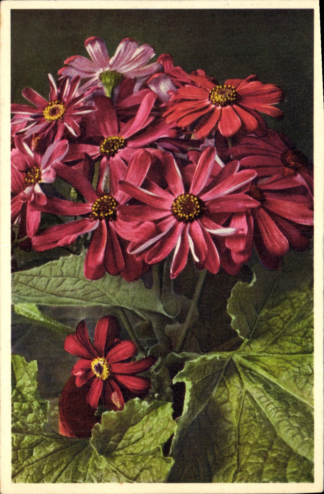 Postal Fantasia Flores Cineraria hibridó hort