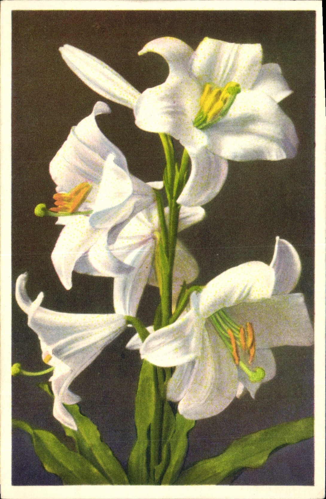 Postal Fantasia Flores Lirio blanco