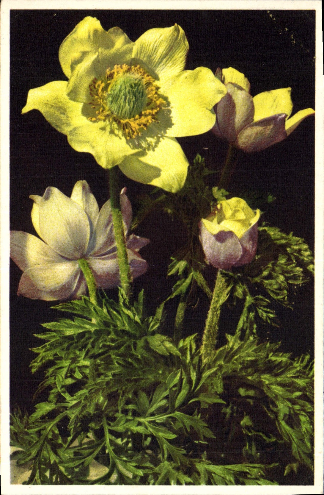Postal Fantasia Flores Anémona sulfatada